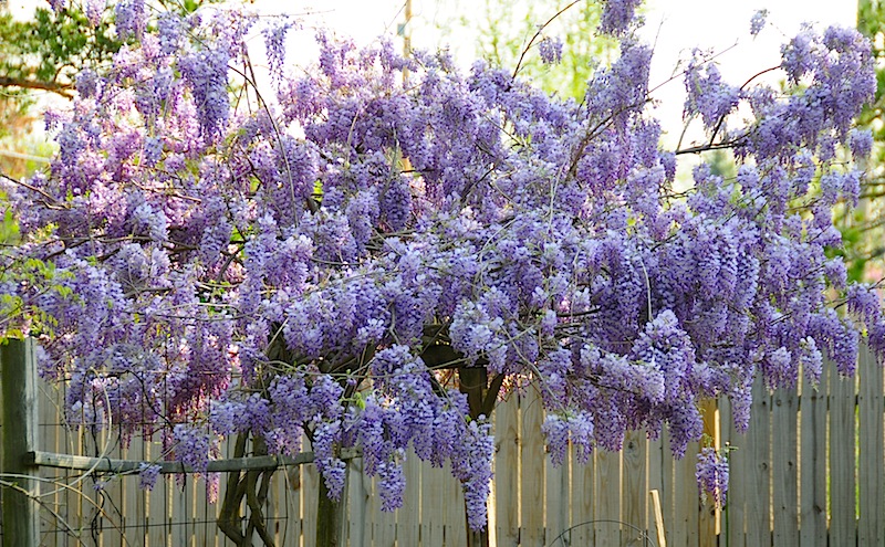 wisteria-the-weed